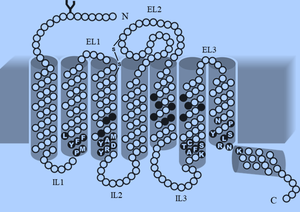 receptors